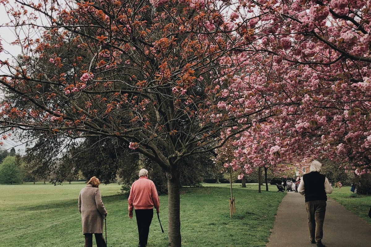 beautiful-blooming-branches-2253911.jpg